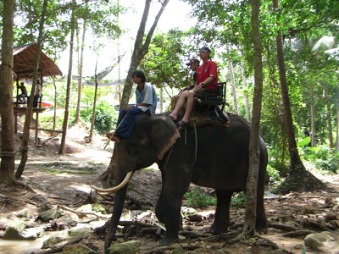 Image result for elephant riding platform